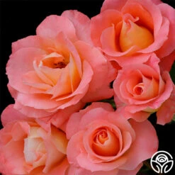 Sea Pearl 10 Sea Pearl -Lovely Rose Shop sea pearl 1 4