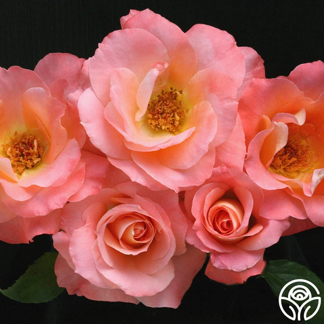 Sea Pearl 4 Sea Pearl - Image 2