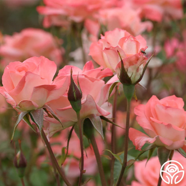 Sea Pearl 5 Sea Pearl - Image 3