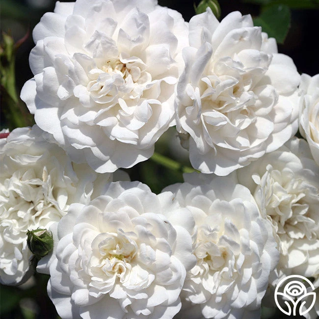 Seafoam 7 Seafoam - Image 5