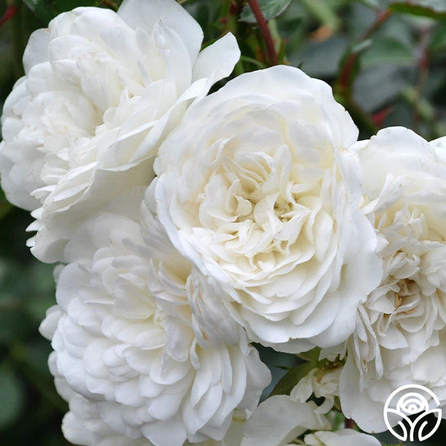 Seafoam 4 Seafoam - Image 2