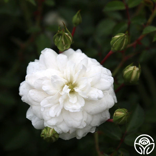 Seafoam 11 Seafoam - Image 9