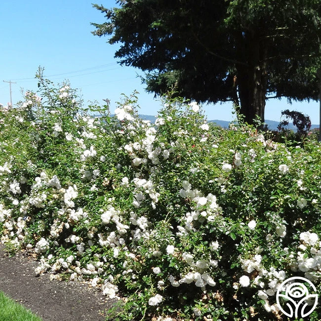 Seafoam 10 Seafoam - Image 8