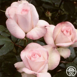 Sheer Bliss -Lovely Rose Shop sheer bliss 2