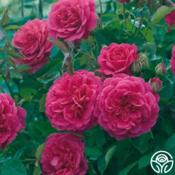 Sir John Betjeman 11 Sir John Betjeman -Lovely Rose Shop sir john betjeman 15