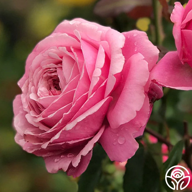 Sister Emmanuelle™ 4 Sister Emmanuelle™ - Image 2