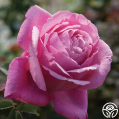 Sister Emmanuelle™ 11 Sister Emmanuelle™ -Lovely Rose Shop sister emmanuelle 3 2