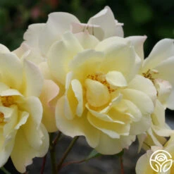 Sky's The Limit™ -Lovely Rose Shop skys the limit logo 03