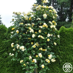 Sky's The Limit™ -Lovely Rose Shop skys the limit logo 05