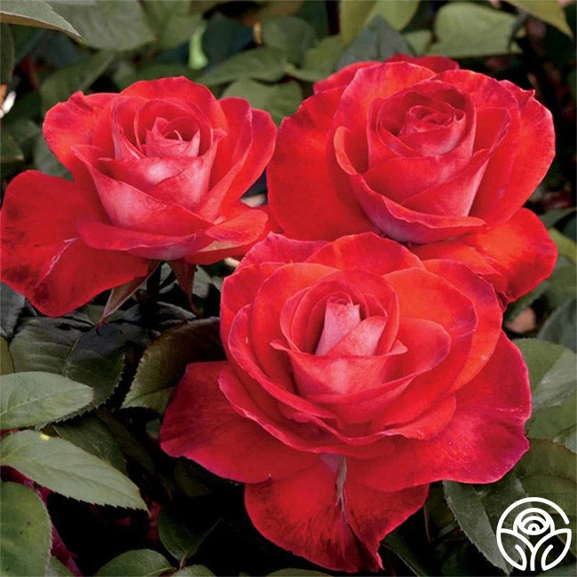 Smokin’ Hot™ 4 Smokin’ Hot™ - Image 2