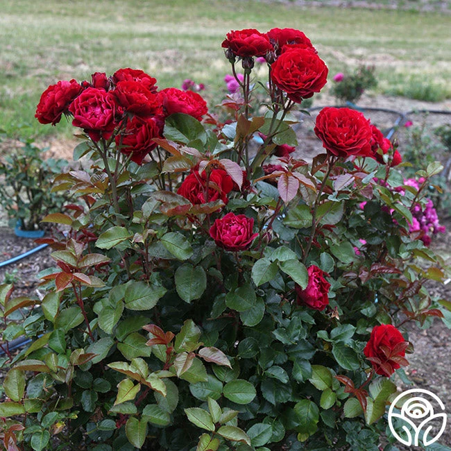 Songs Of Praise™ 10 Songs Of Praise™ - Image 8