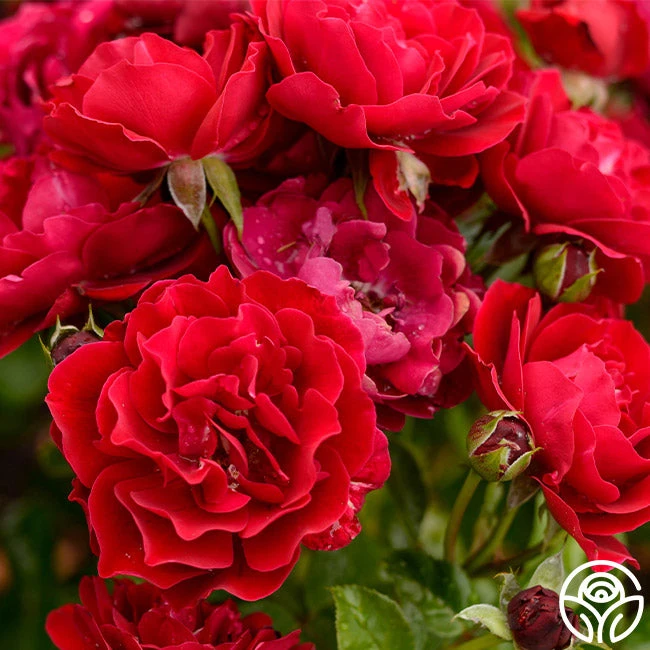 Songs Of Praise™ 5 Songs Of Praise™ - Image 3