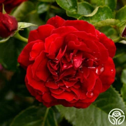 Songs Of Praise™ 15 Songs Of Praise™ -Lovely Rose Shop songs of praise 9