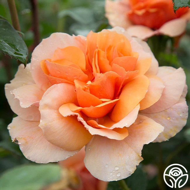 Sunbelt® Soul Sister™ 4 Sunbelt® Soul Sister™ - Image 2