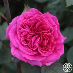 Souvenir Du Président Lincoln 14 Souvenir Du Président Lincoln -Lovely Rose Shop souvenir du pre sident lincoln 11