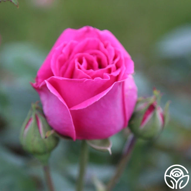 Souvenir Du Président Lincoln 10 Souvenir Du Président Lincoln - Image 8