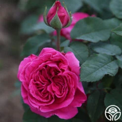 Souvenir Du Président Lincoln 16 Souvenir Du Président Lincoln -Lovely Rose Shop souvenir du pre sident lincoln 13