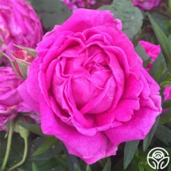 Souvenir Du Président Lincoln 19 Souvenir Du Président Lincoln -Lovely Rose Shop souvenir du president lincoln 1 2