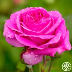 Souvenir Du Président Lincoln 13 Souvenir Du Président Lincoln -Lovely Rose Shop souvenir du president lincoln 2 2