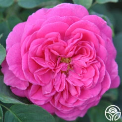 Souvenir Du Président Lincoln 17 Souvenir Du Président Lincoln -Lovely Rose Shop souvenir du president lincoln 3 2