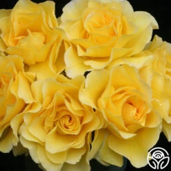 Sparkle & Shine™ -Lovely Rose Shop sparkle shine 1