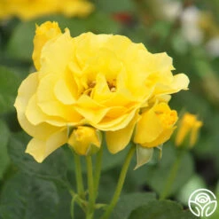 Sparkle & Shine™ -Lovely Rose Shop sparkle shine 4