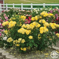 Sparkle & Shine™ -Lovely Rose Shop sparkle shine 5