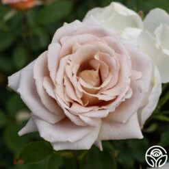 Spiced Coffee™ 14 Spiced Coffee™ -Lovely Rose Shop spiced coffee 6