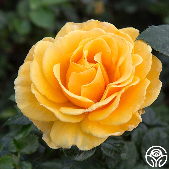 St. Tropez 5 St. Tropez - Image 3