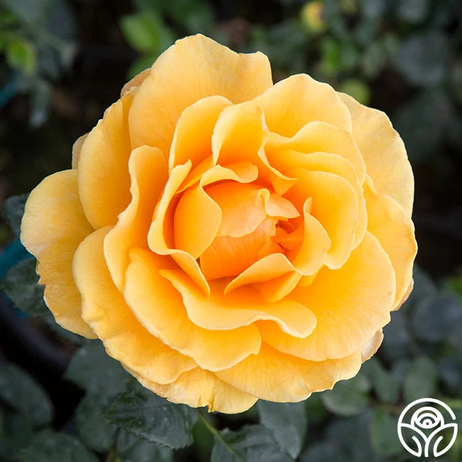 St. Tropez 7 St. Tropez - Image 5