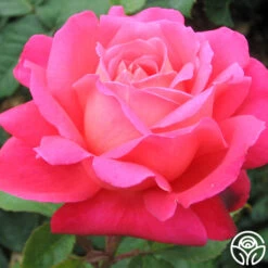 Star Of The Nileā¢