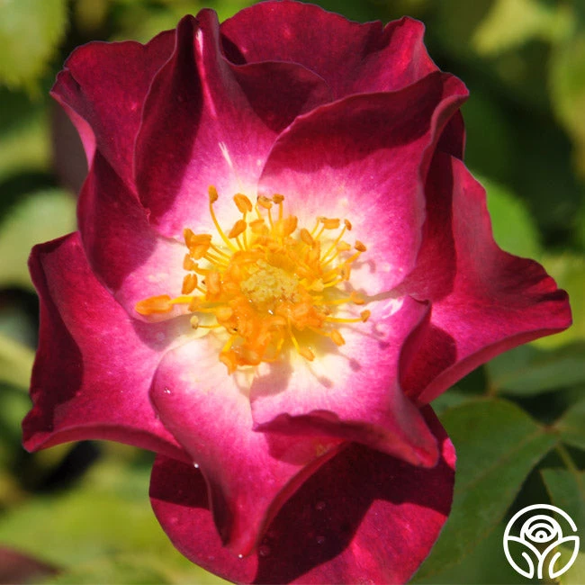 Stormy Weather™ 4 Stormy Weather™ - Image 2