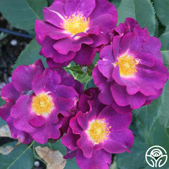 Stormy Weather™ 5 Stormy Weather™ - Image 3