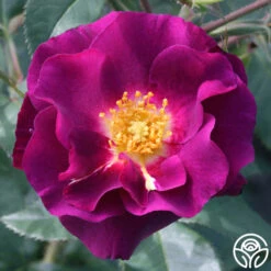 Stormy Weather™ 9 Stormy Weather™ -Lovely Rose Shop stormy weather logo 03