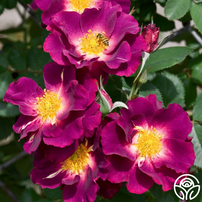 Stormy Weather™ 3 Stormy Weather™