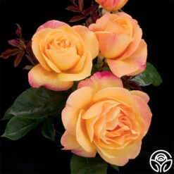 Strike It Rich™ 11 Strike It Rich™ -Lovely Rose Shop strike it rich 0