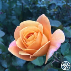 Strike It Rich™ 15 Strike It Rich™ -Lovely Rose Shop strike it rich 1 2