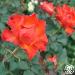 Sunrise At Heirloom™ 27 Sunrise At Heirloom™ -Lovely Rose Shop sunrise at heirloom 1 1