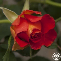 Sunrise At Heirloom™ 25 Sunrise At Heirloom™ -Lovely Rose Shop sunrise at heirloom 3 2