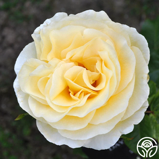 Sunshine Daydream™ 4 Sunshine Daydream™ - Image 2