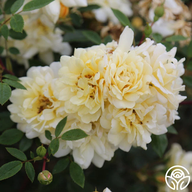 Sunshine Sally 4 Sunshine Sally - Image 2