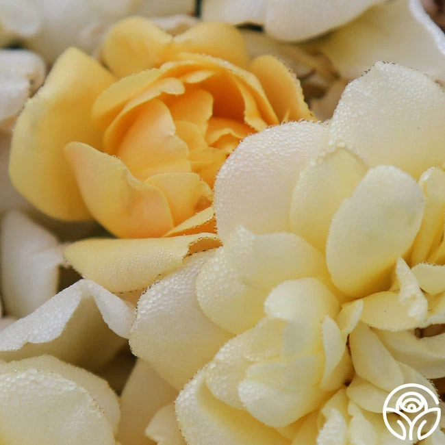 Sunshine Sally 5 Sunshine Sally - Image 3