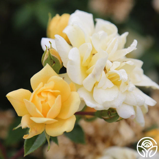 Sunshine Sally 6 Sunshine Sally - Image 4