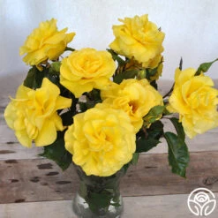 Sunsprite -Lovely Rose Shop sunsprite 18