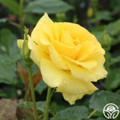 Sunsprite -Lovely Rose Shop sunsprite 2 1