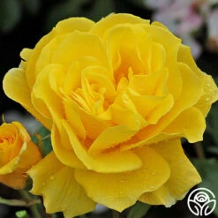 Sunsprite -Lovely Rose Shop sunsprite 4 1