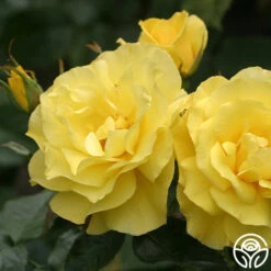 Sunsprite -Lovely Rose Shop sunsprite 8