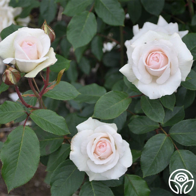 Swan Lake 8 Swan Lake - Image 6