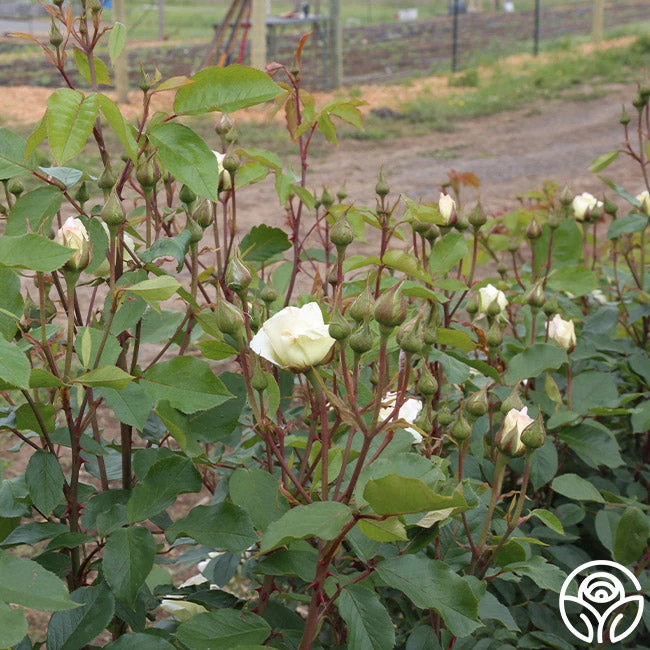 Swan Lake 9 Swan Lake - Image 7