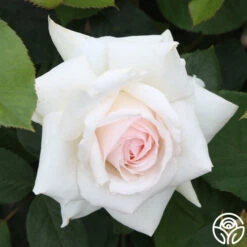 Swan Lake 13 Swan Lake -Lovely Rose Shop swan lake 14